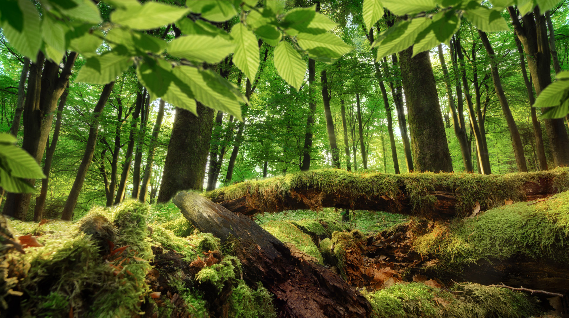 Ranpak’s Commitment to FSC®-Certified Paper Solutions | Ranpak